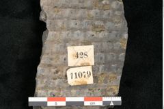 Foto (Detailansicht) von Sigillaria ornata Brongniart (NHMW-GEO-2024-0188-11079)